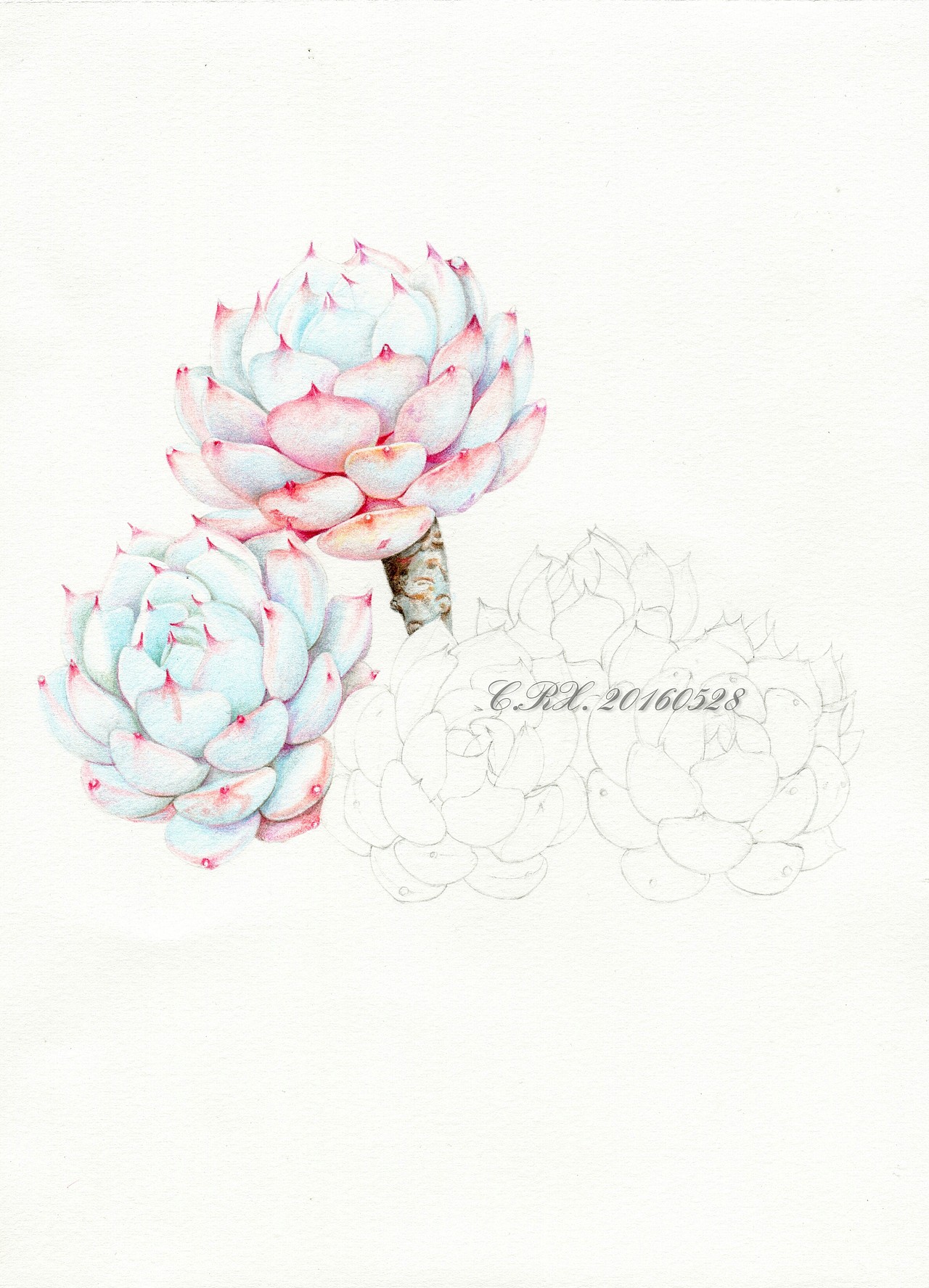 【溶萱手绘——彩铅多肉】红爪(๑•ั็ω•็ั๑)