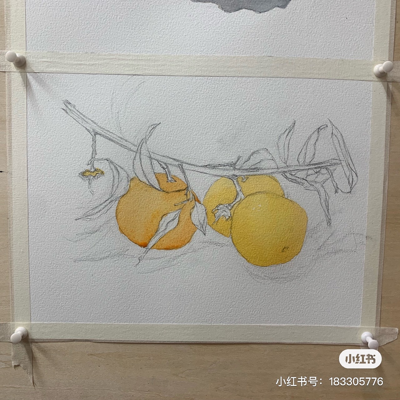 水彩画 橘子写生