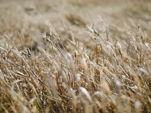 小四季——秋篇