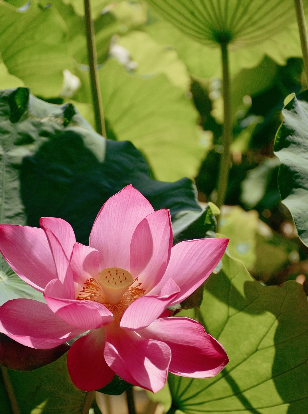 盘龙大观园（图ZMzE0MDc5OTQ4） - 风光摄影 - 站酷设计师初音初音啊原创素材 - 站酷ZCOOL