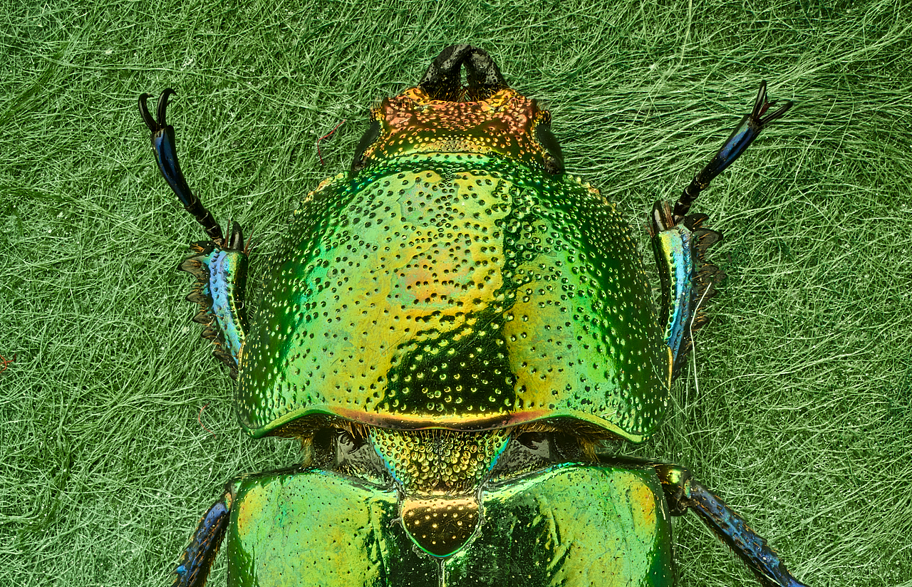 印尼雨林金锹甲，雌性（图ZMTU1ODE5MzA0） - 风光摄影 - 站酷设计师大洲与积田原创素材 - 站酷ZCOOL