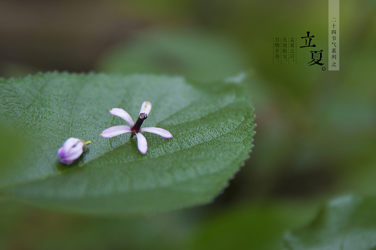 二十四节气之-立夏 |摄影|风光摄影|daisy2012 - 原创作品 - 站酷