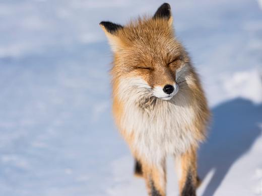 贝加尔湖偶遇北极狐