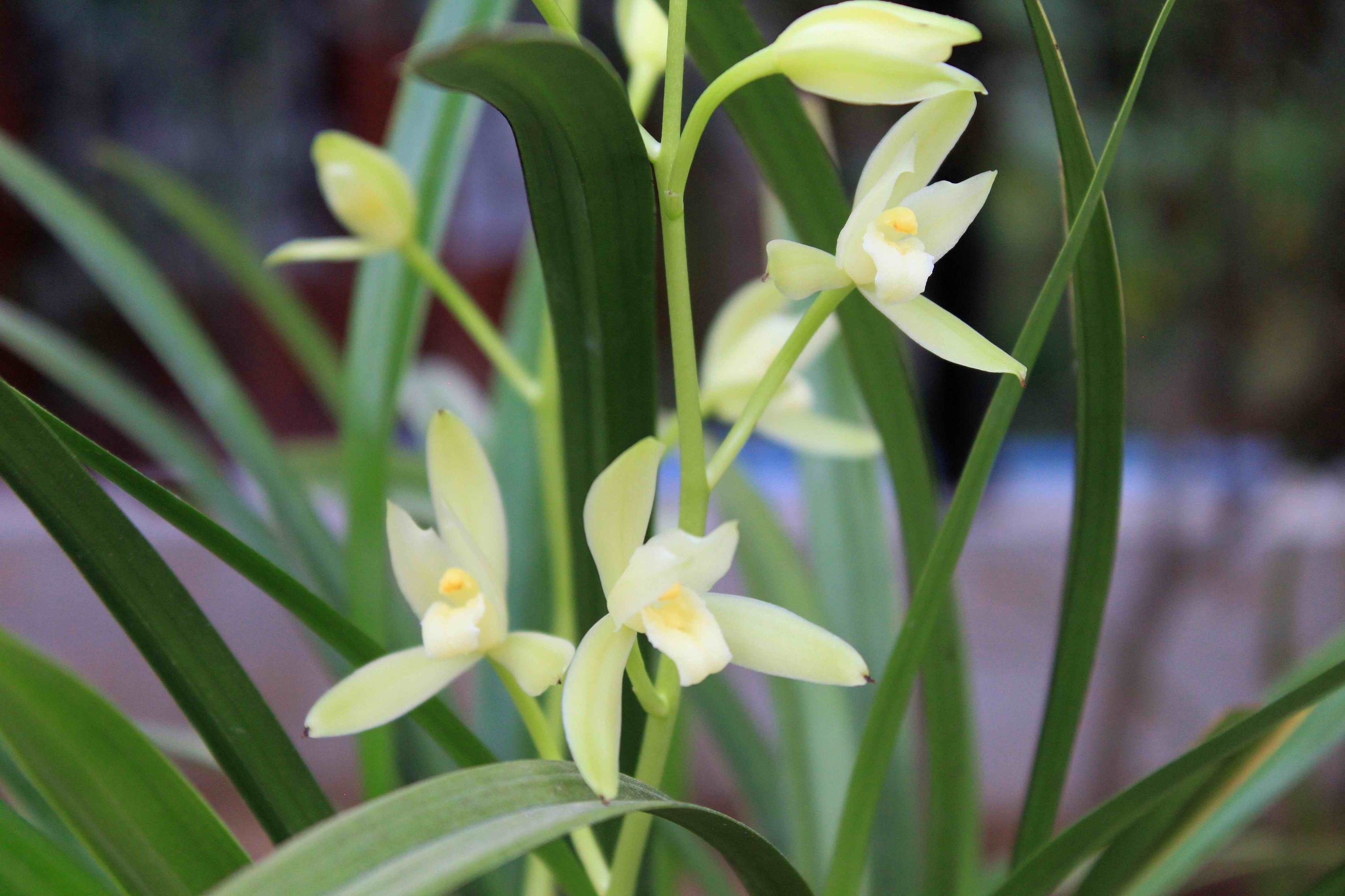 2013建兰——天鹅素