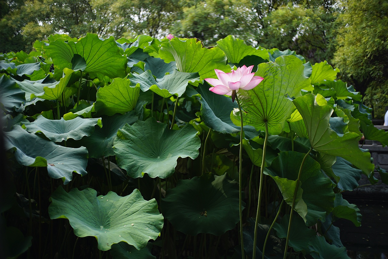 千年古刹#白马寺#祈福（图ZMTI0MjMwNzQw） - 人文/纪实摄影 - 站酷设计师山房堂元壹原创素材 - 站酷ZCOOL