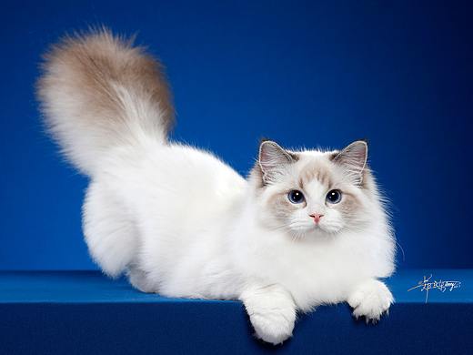 布偶猫