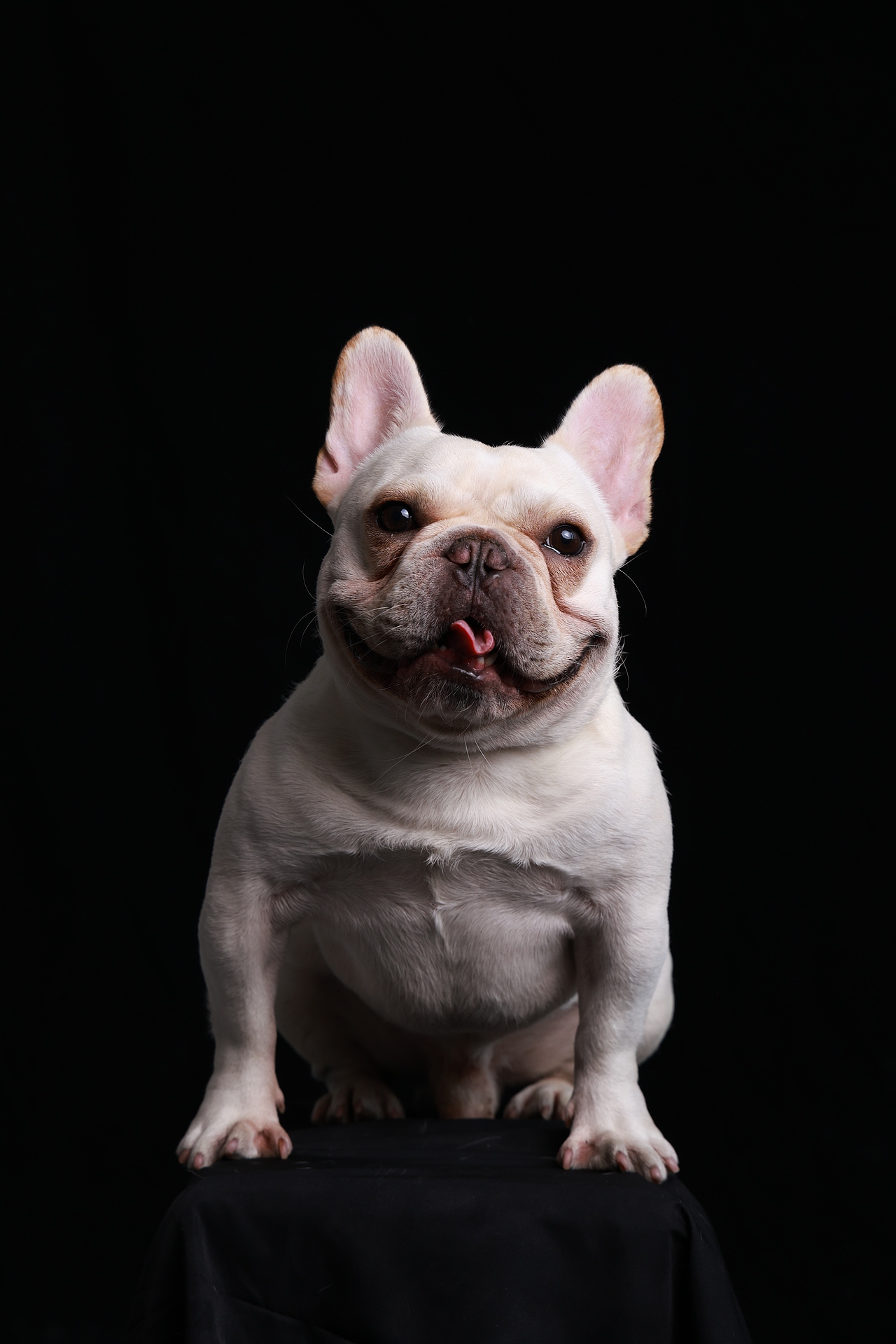 网红法斗奶酪的个狗写真原片直出