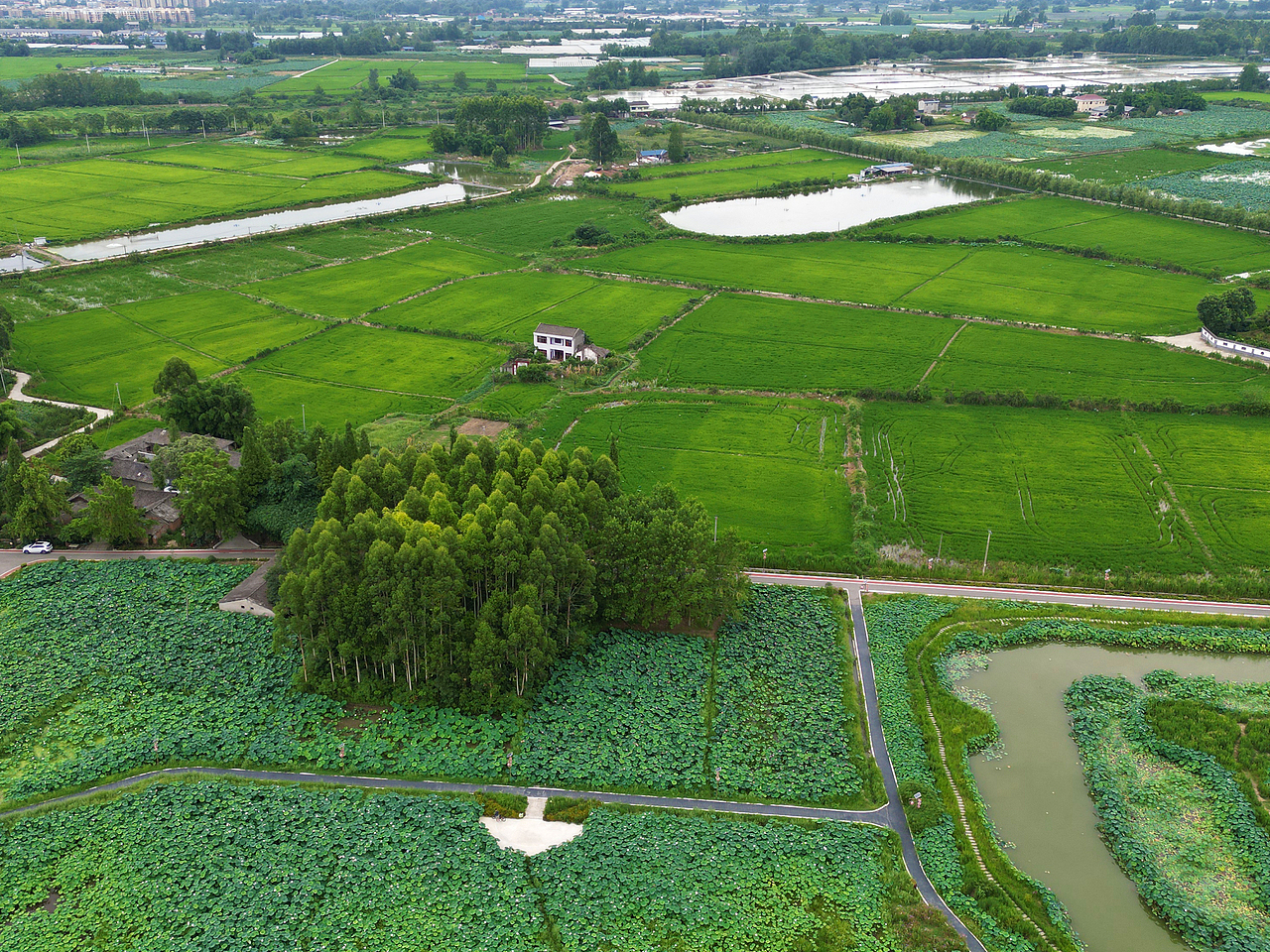 [游玩] 夏日觉醒：新津千亩荷塘