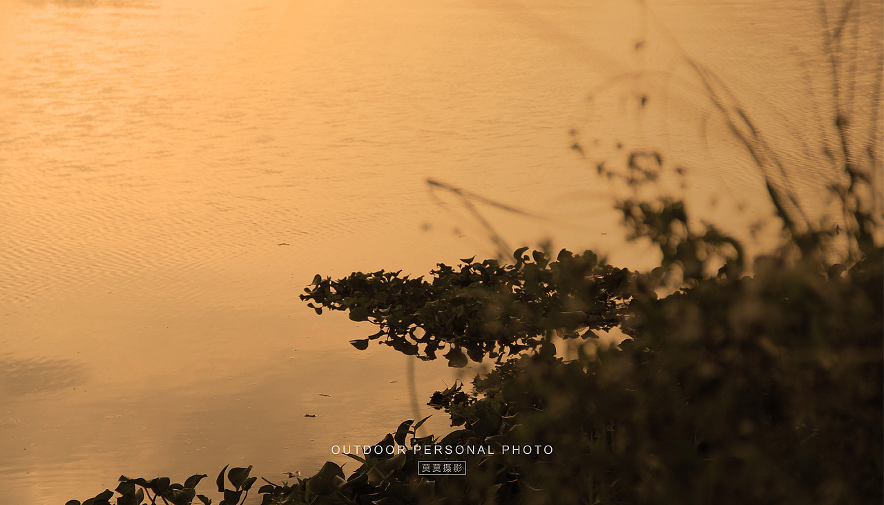 芦苇荡,只属于冬日。