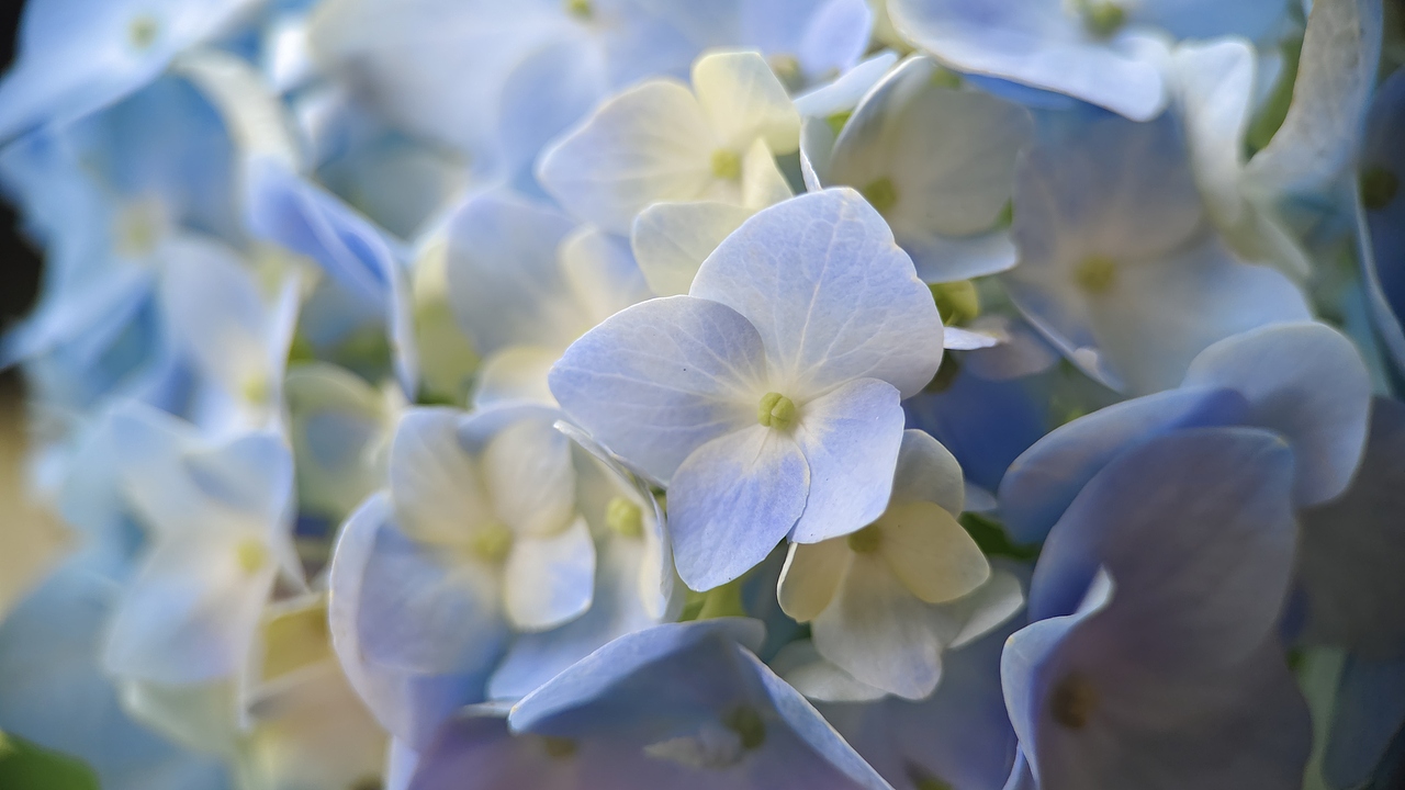 蓝色微距绣球花（图ZMzAxNDkyMjQ4） - 风光摄影 - 站酷设计师花入帘青原创素材 - 站酷ZCOOL