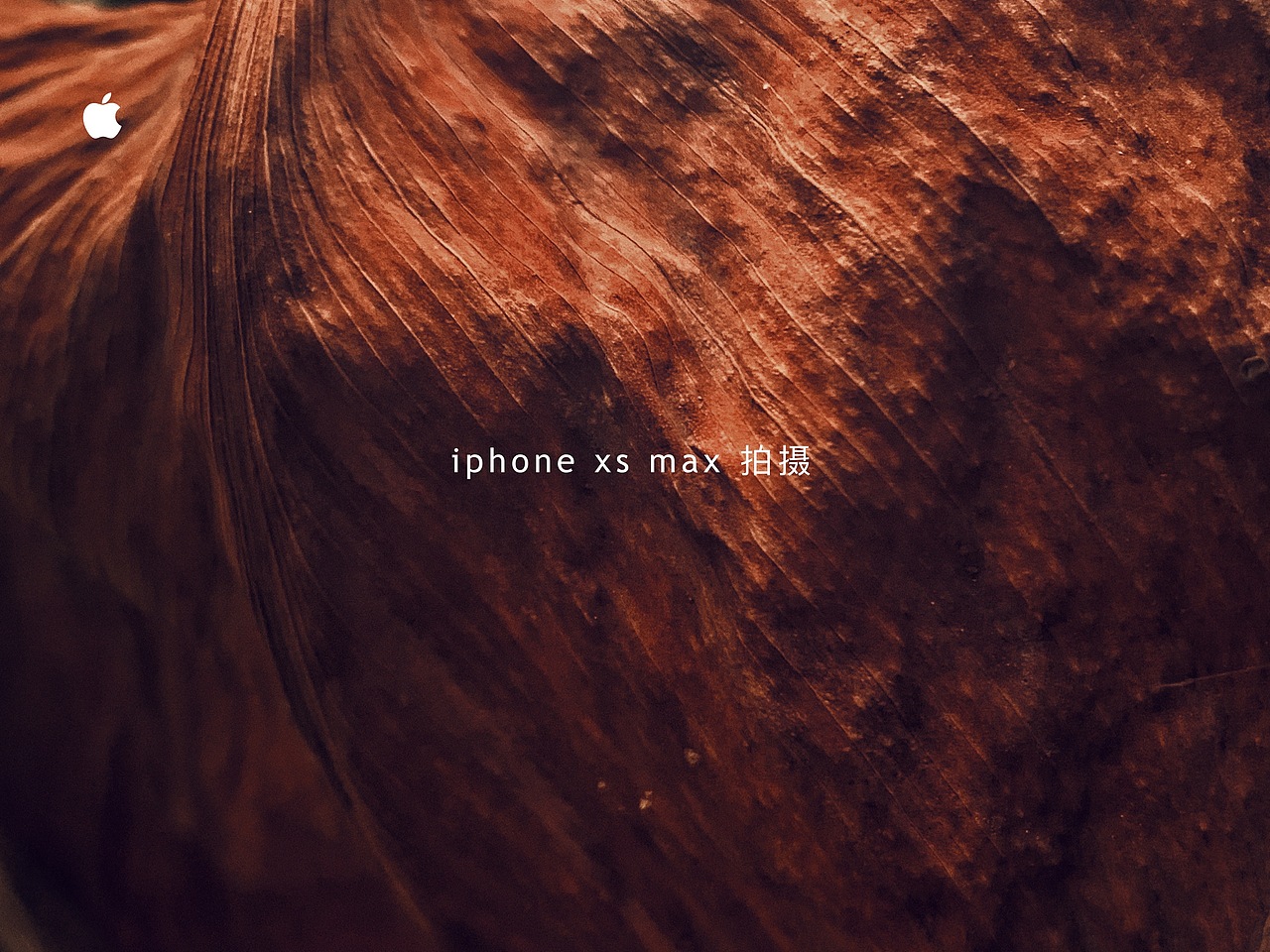 天地有大美而不言