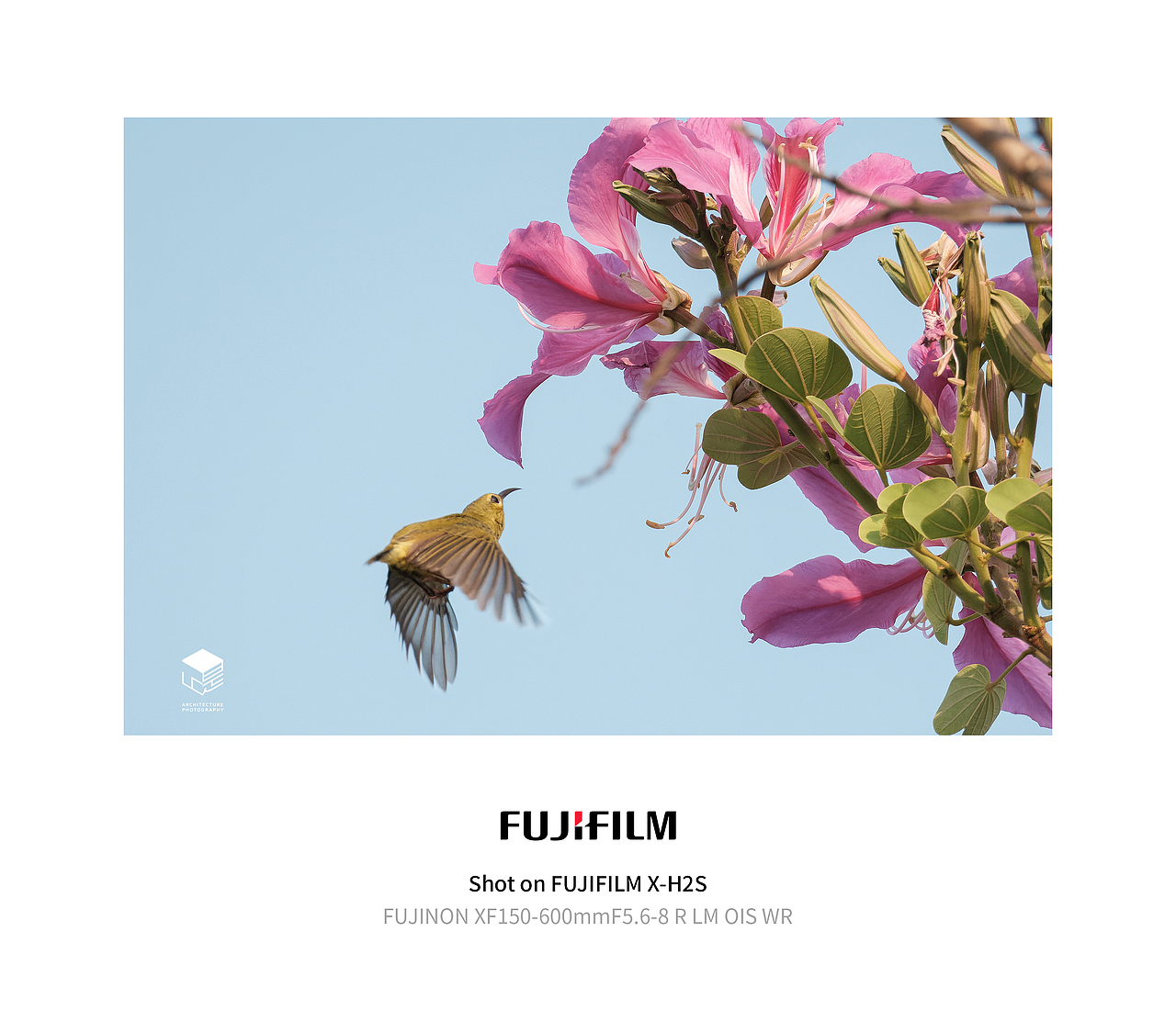 城市自然生态|鸟类(多图)