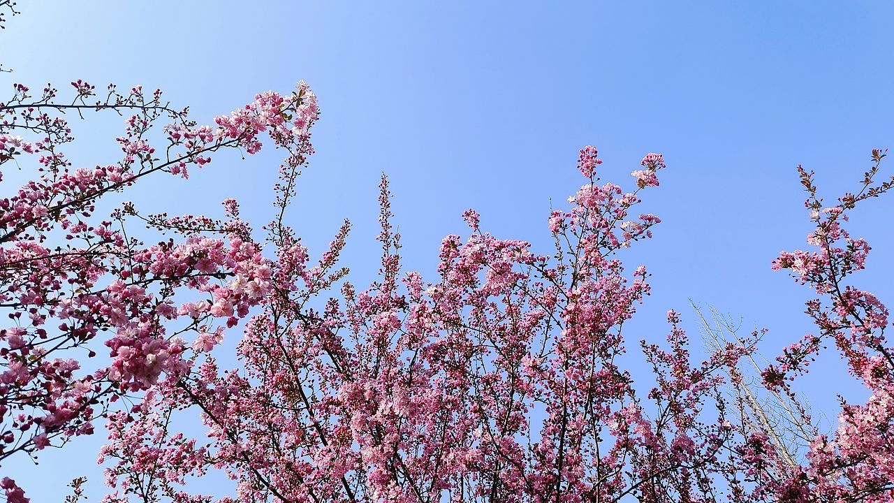 省耕公园--海棠花