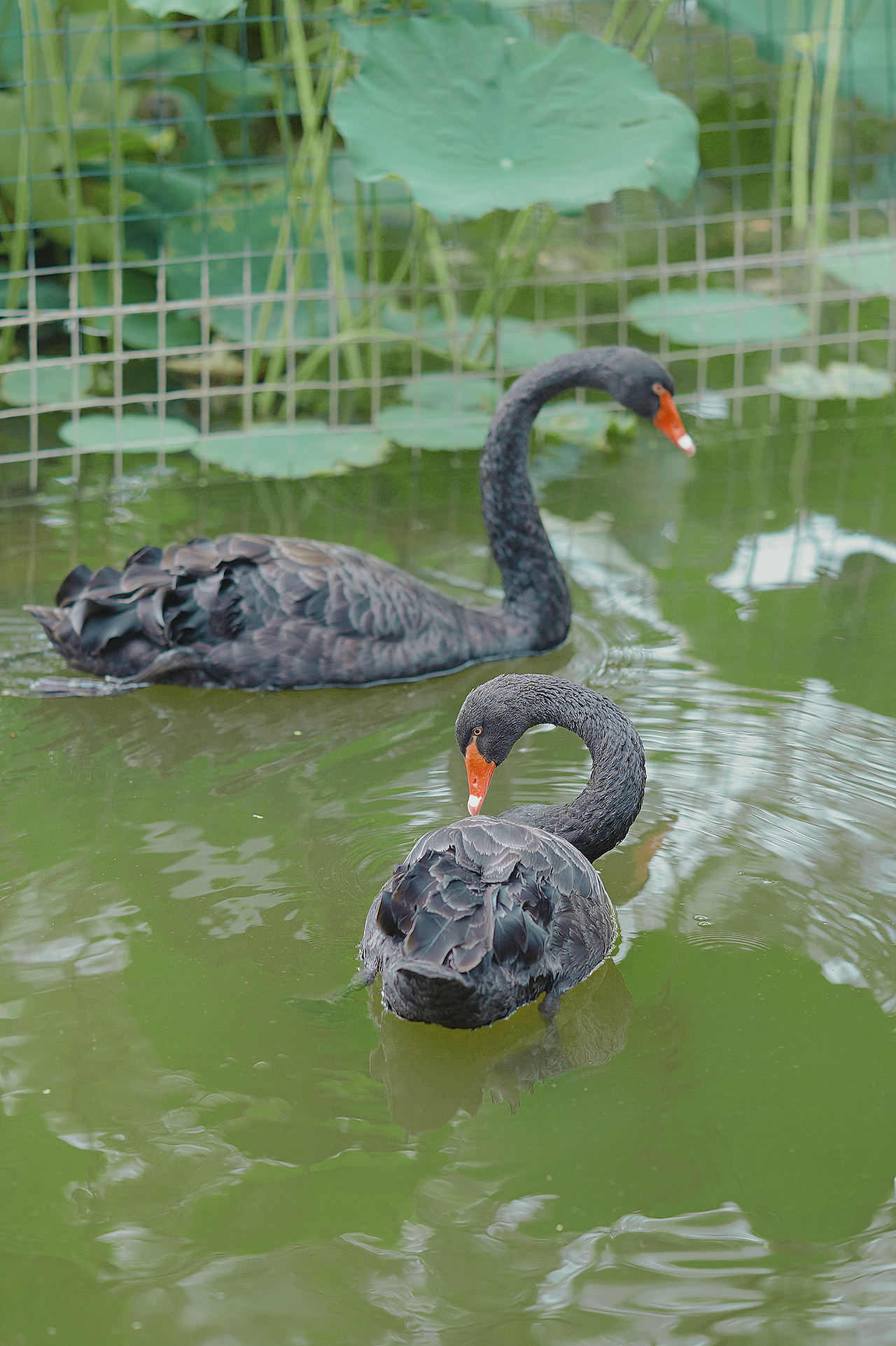 小荷才露尖尖角