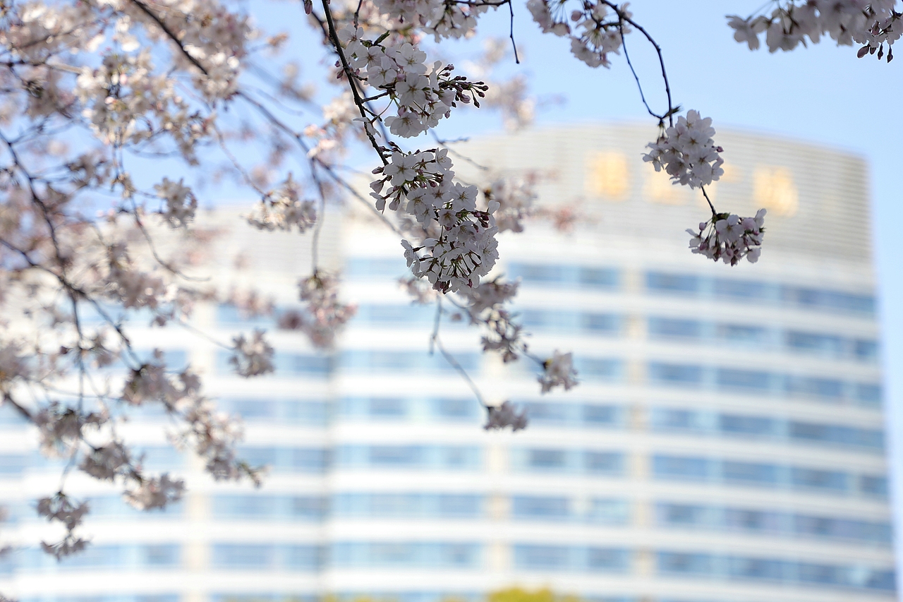 春之樱花/2023.04.02