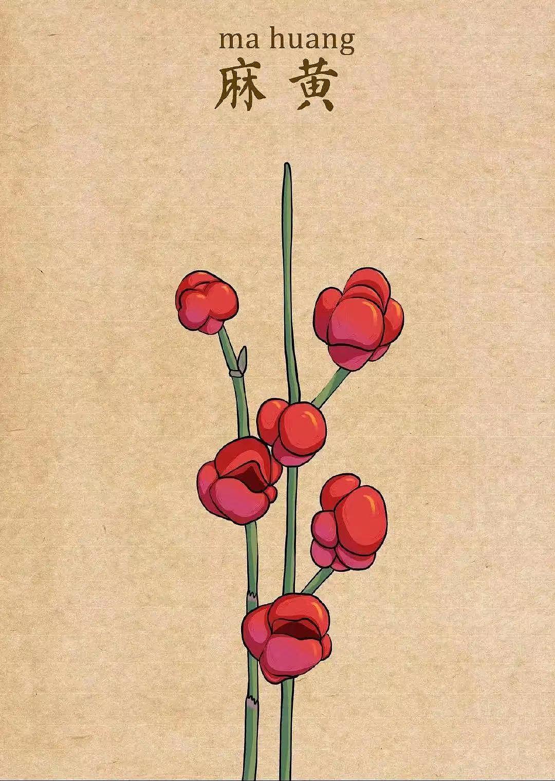 中药插画（图ZMzQ1MDUwNzI0） - 艺术插画 - 站酷设计师龙龍Wsl原创素材 - 站酷ZCOOL