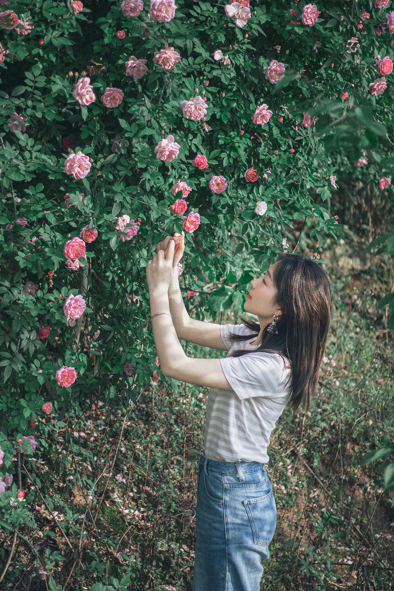 路边花墙的美丽情书