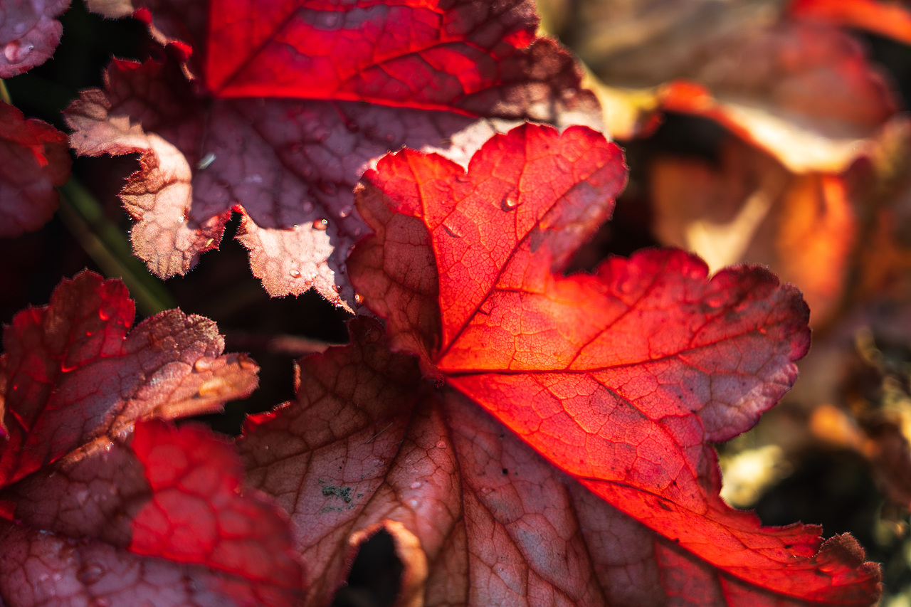 春天的花儿;上海植物园;植物;