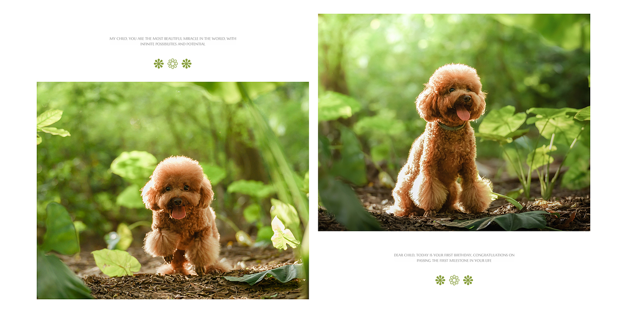 夏日治愈系人寵寫真（圖ZMzQ1ODQ2Mzcy） - 寵物攝影 - 站酷設計師小樣攝影原創(chuàng)素材 - 站酷ZCOOL