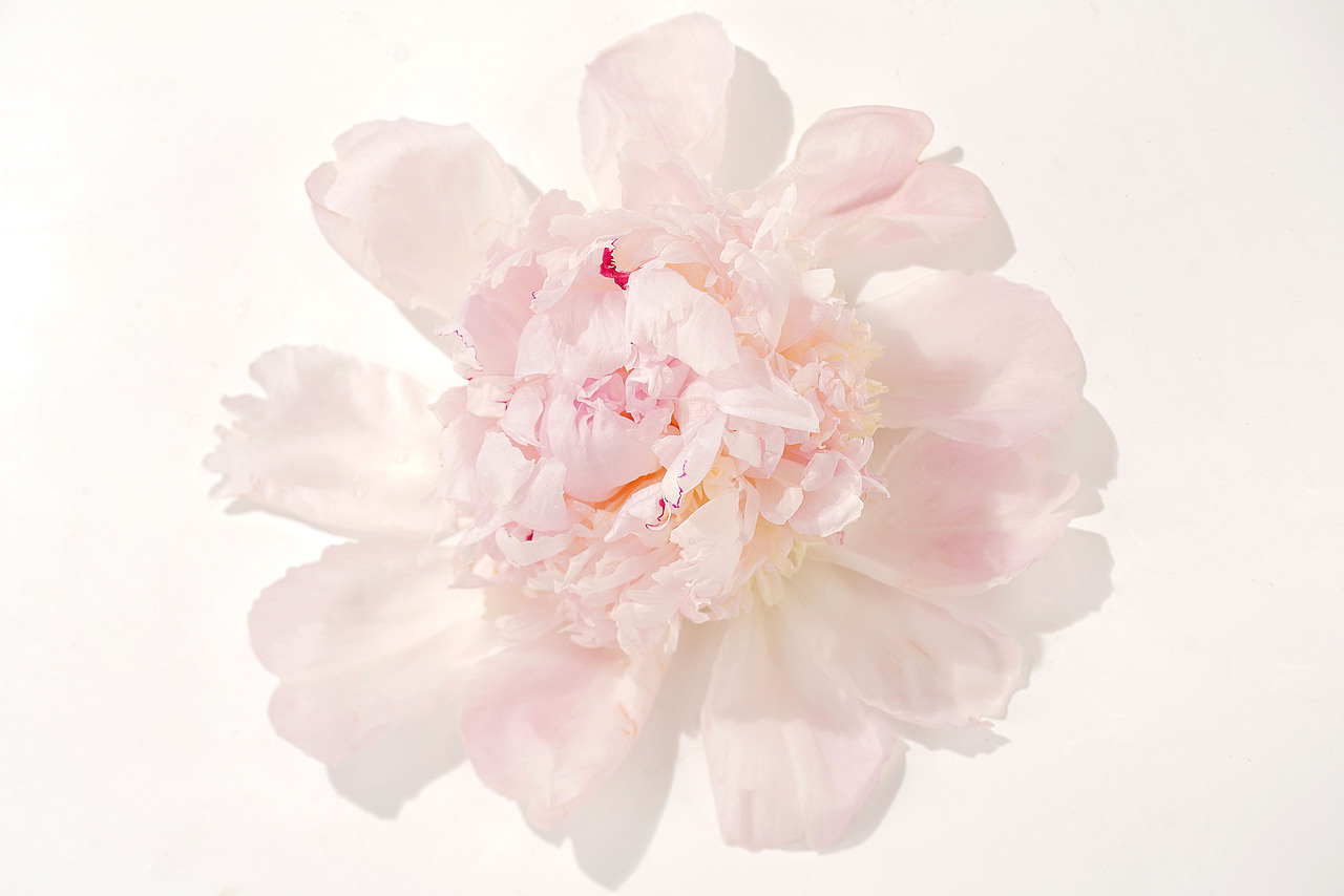 花之素材拍摄素材（图ZMzY2OTE3NTMy） - 产品摄影 - 站酷设计师乱发艺术家原创素材 - 站酷ZCOOL