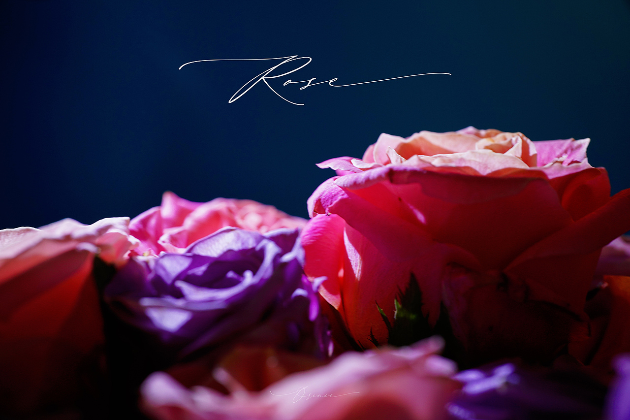 玫瑰（La Vie en Rose）朱小姐+海洋之歌（圖ZMzM3NzYxOTQ0） - 時(shí)尚/藝術(shù)攝影 - 站酷設(shè)計(jì)師拾光者Orince原創(chuàng)素材 - 站酷ZCOOL