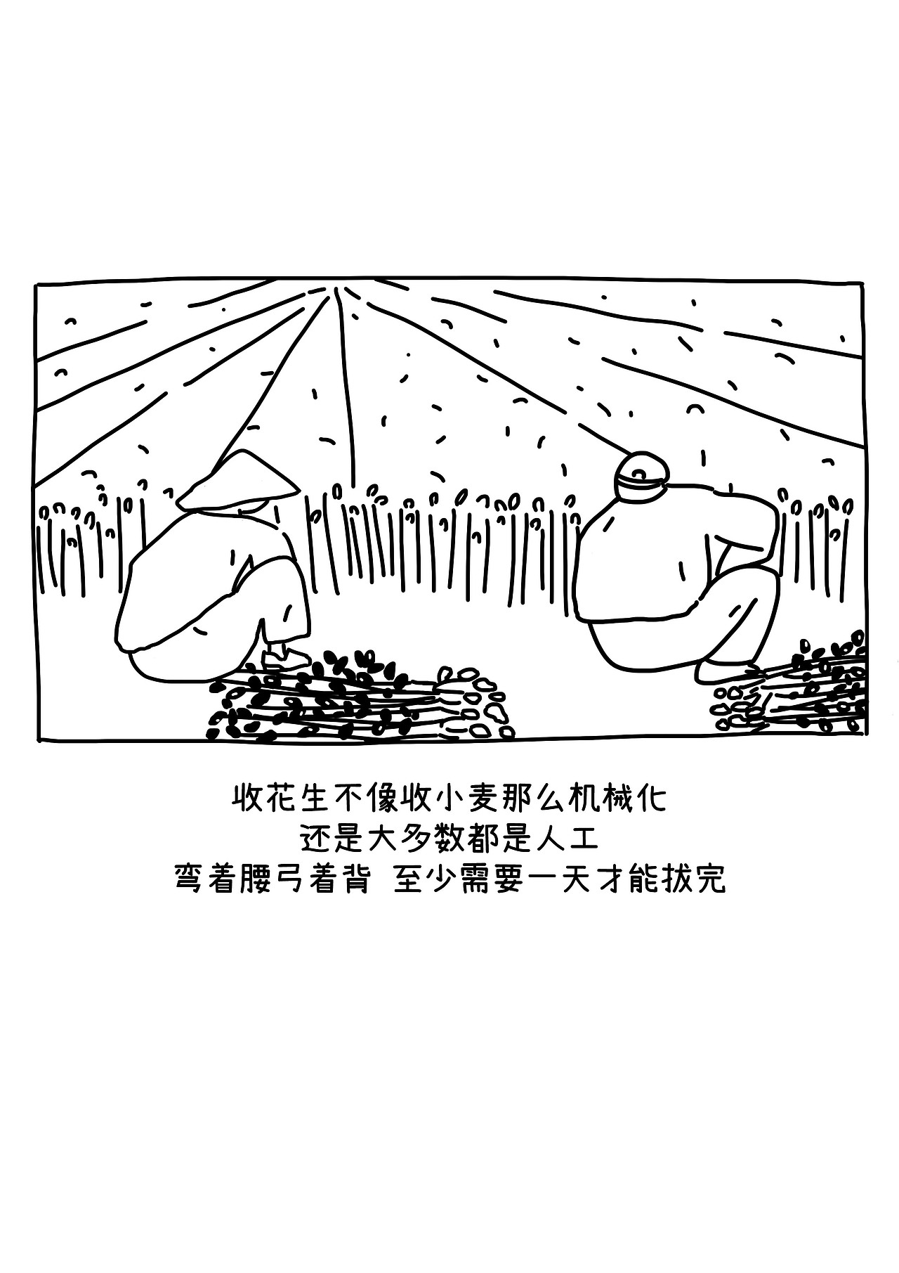 120天花生成熟了!