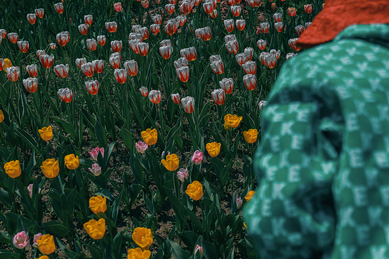 春日顶流-郁金香