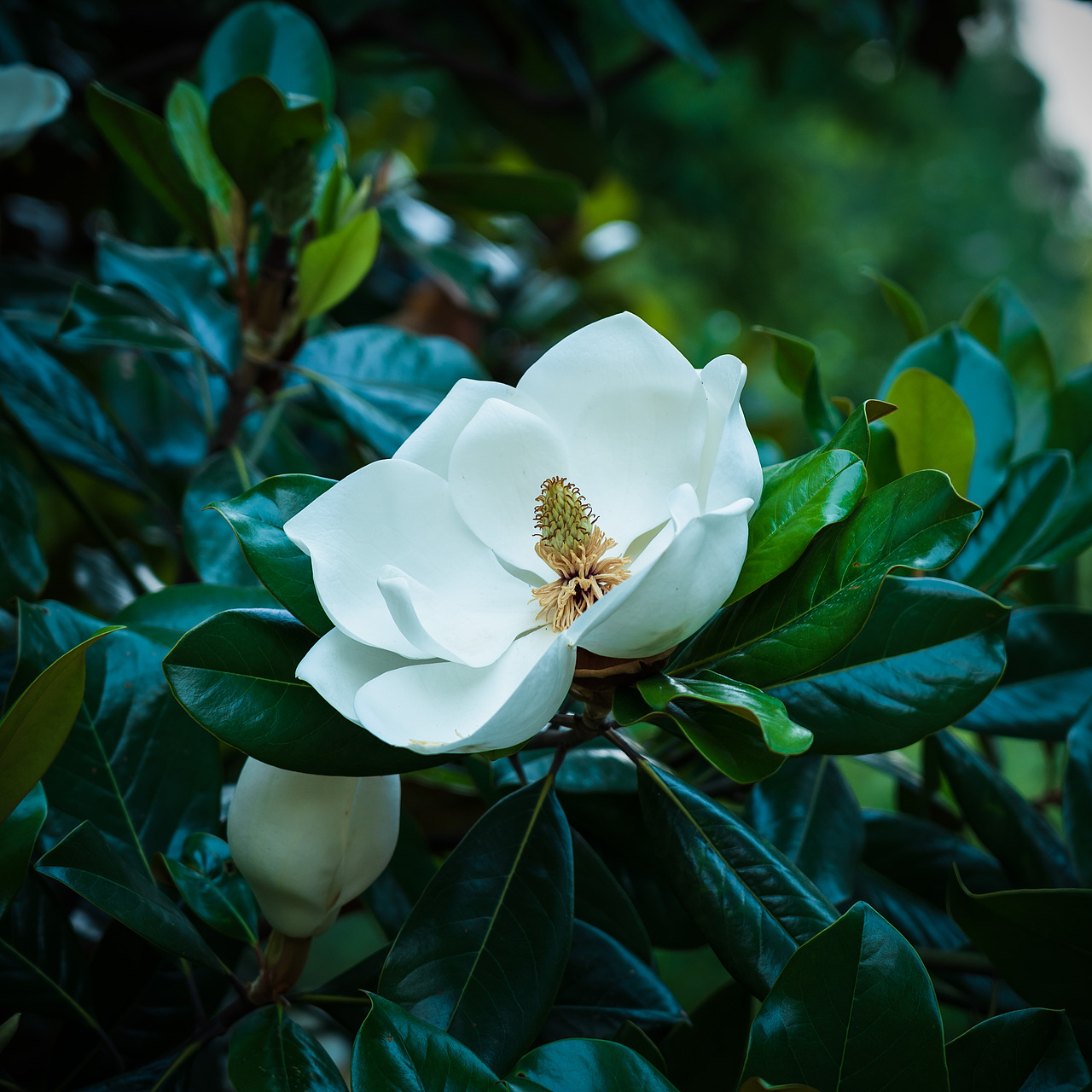 春天的花儿;上海植物园;植物;