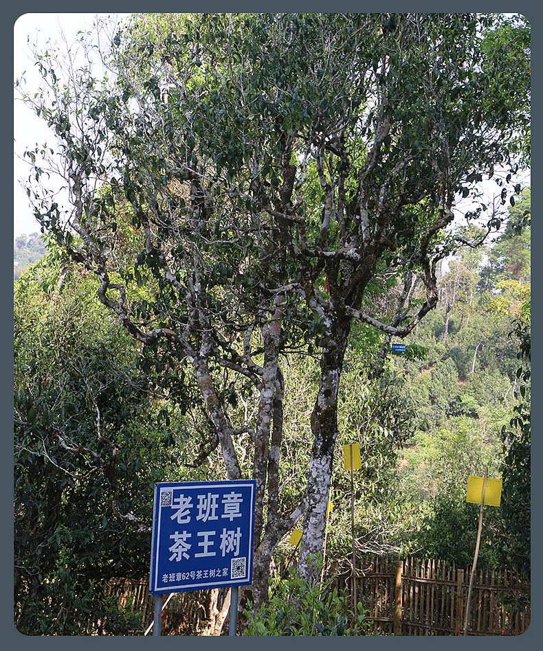 云南 老班章古树茶饼详情页
