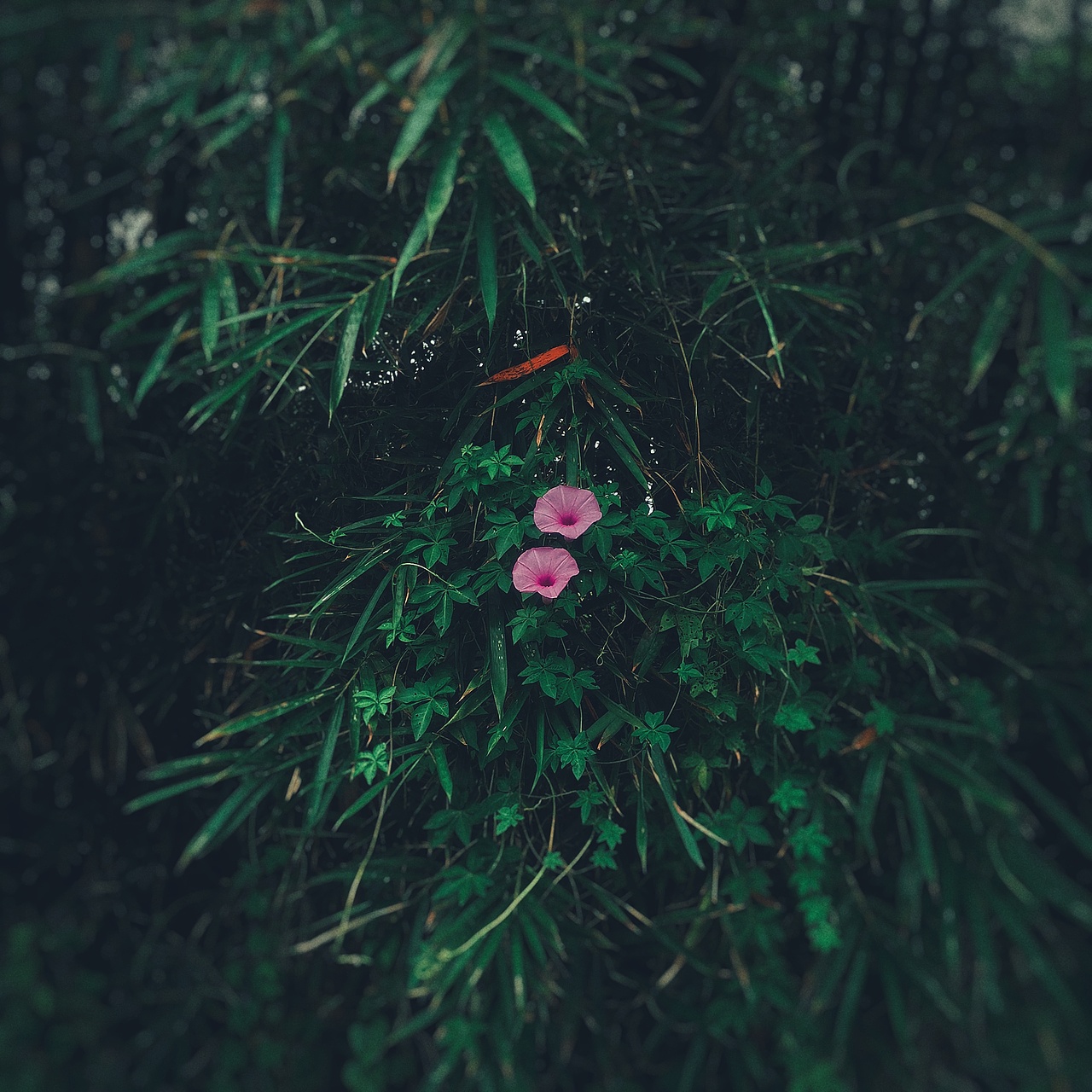 行摄广东唯一一处世界文化遗产开平碉楼