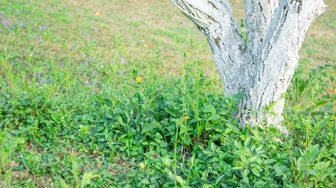 赏花怡情 春日绘梦