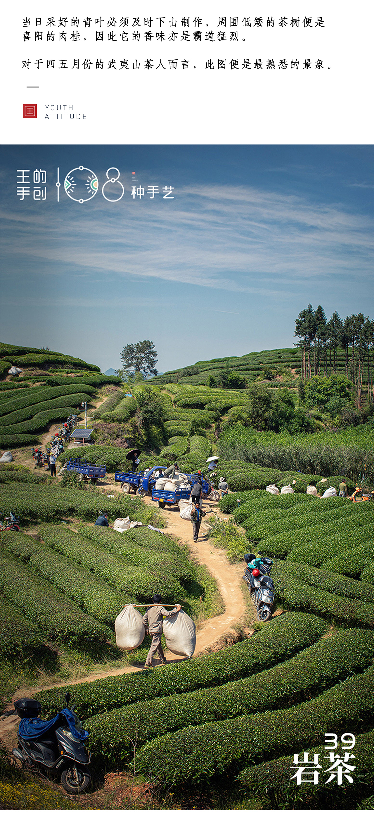 岩茶“其地，上者生烂石，中者生砾壤，下者生黄土”