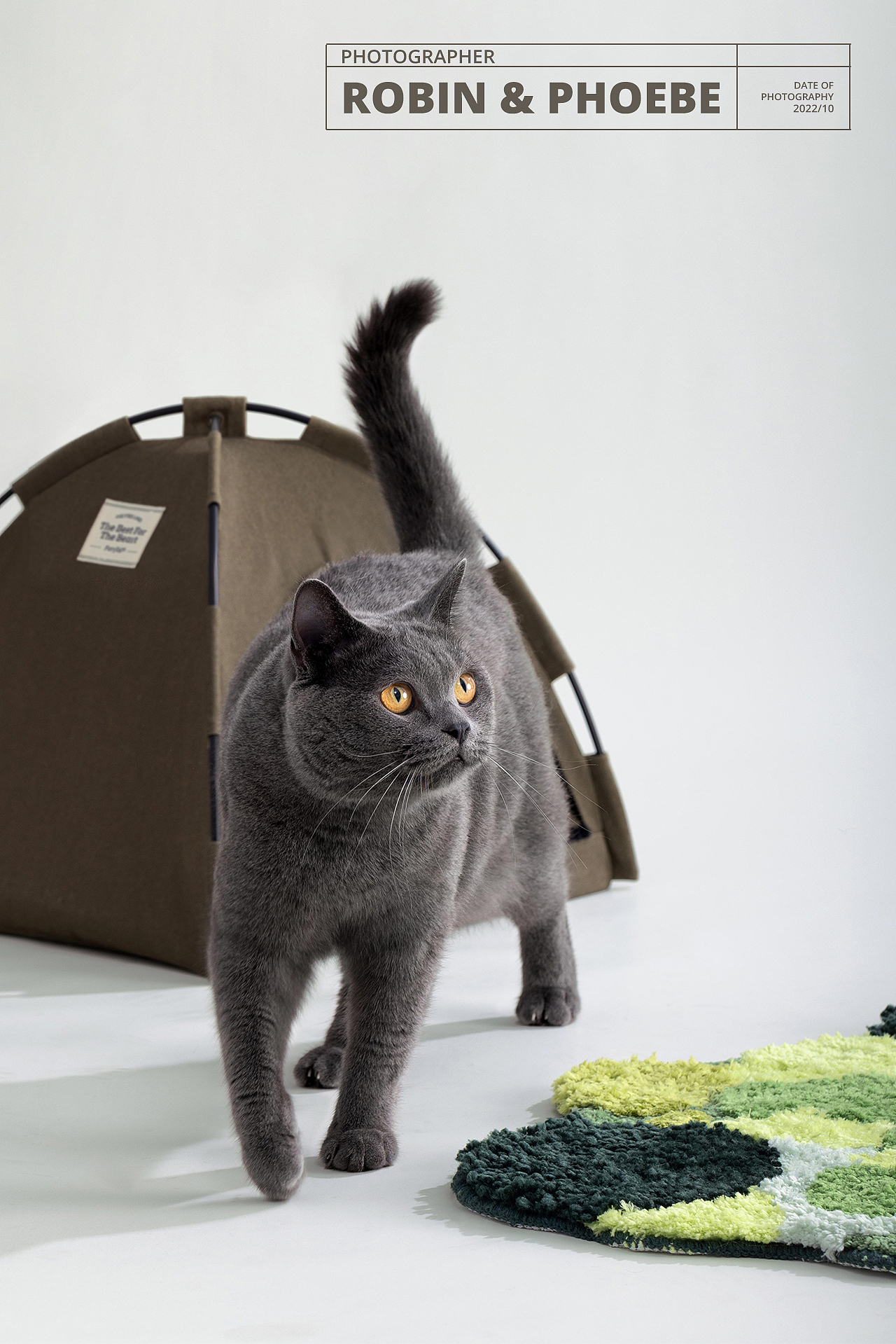 蓝猫露营风宠物写真拍摄 I Robin&Phoebe