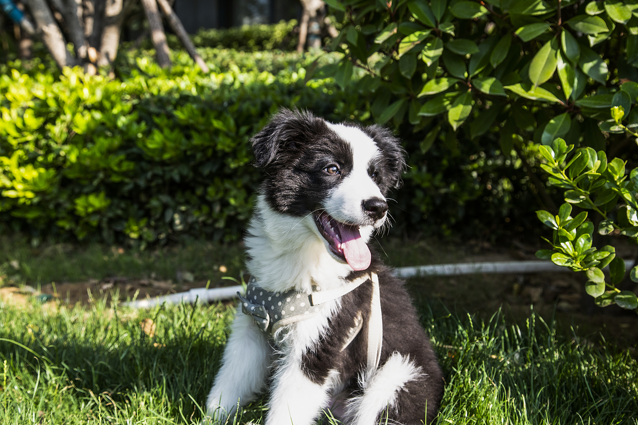 是撞撞不是壮壮