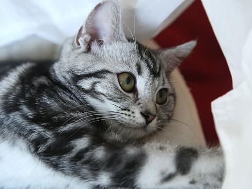 去貓咖玩的時(shí)候，隨手拍的。（個(gè)人主頁-ZMzgwMjA4ODA=） - 寵物攝影 - 站酷設(shè)計(jì)師瓜子味的土豆原創(chuàng)素材 - 站酷ZCOOL