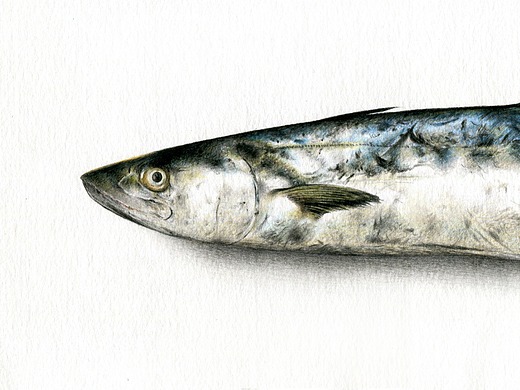 彩铅手绘——秋刀鱼