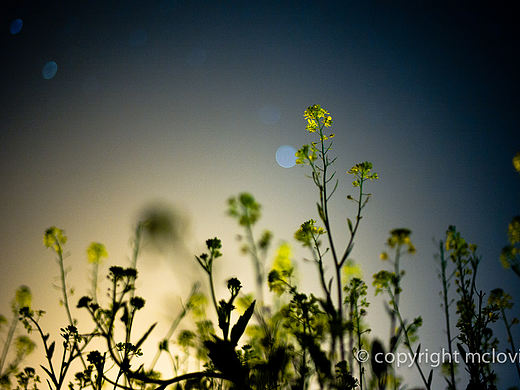 星空下的油菜花