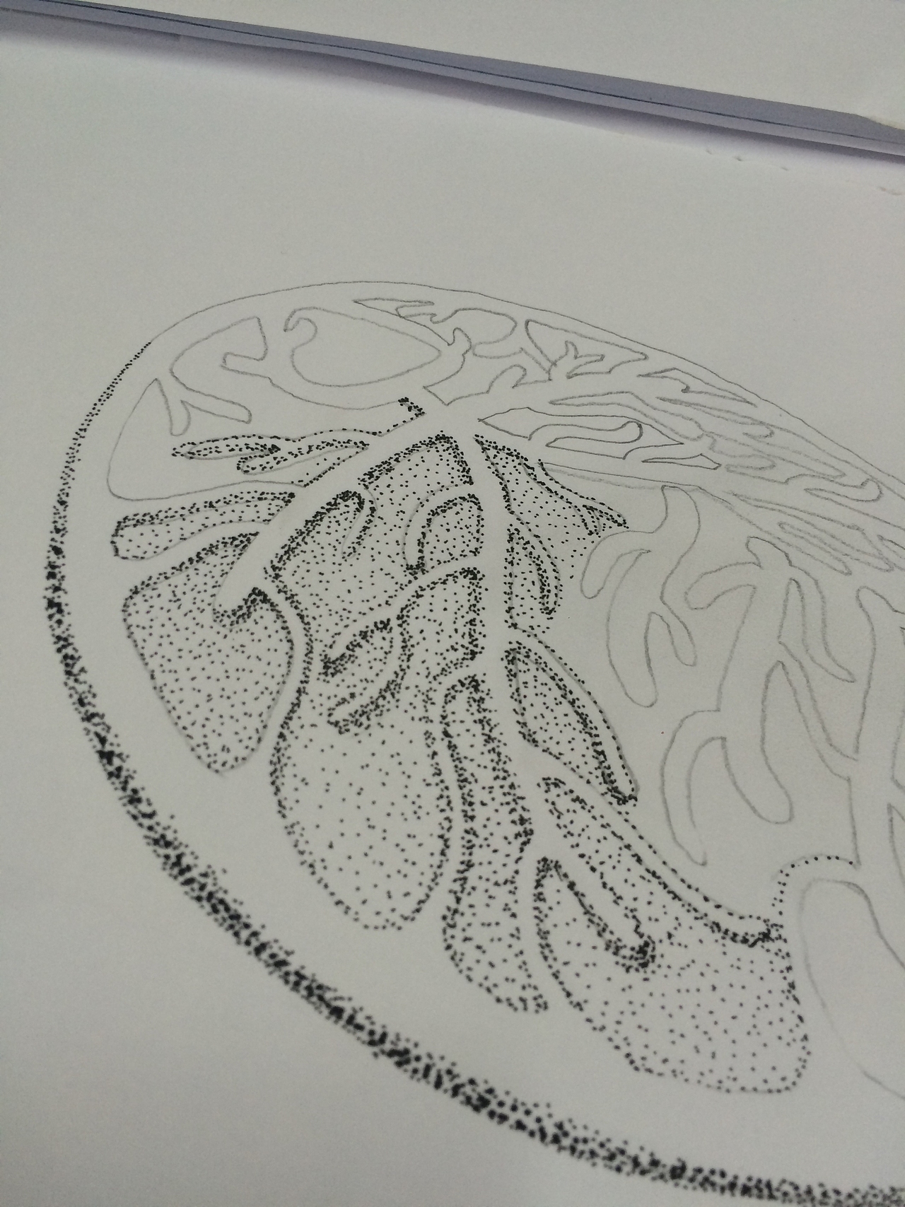 人参饼干系列包装插画