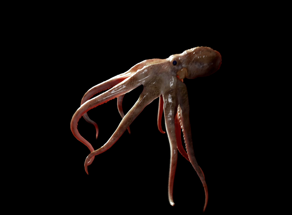 彩色海怪章鱼艺术孤立在黑色背景。插画图片素材_ID:424650508-Veer图库