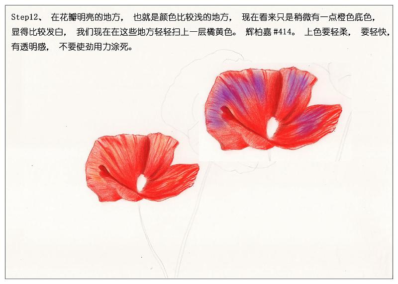 【驴大萌彩铅教程171】手绘鲜花 红色罂粟花