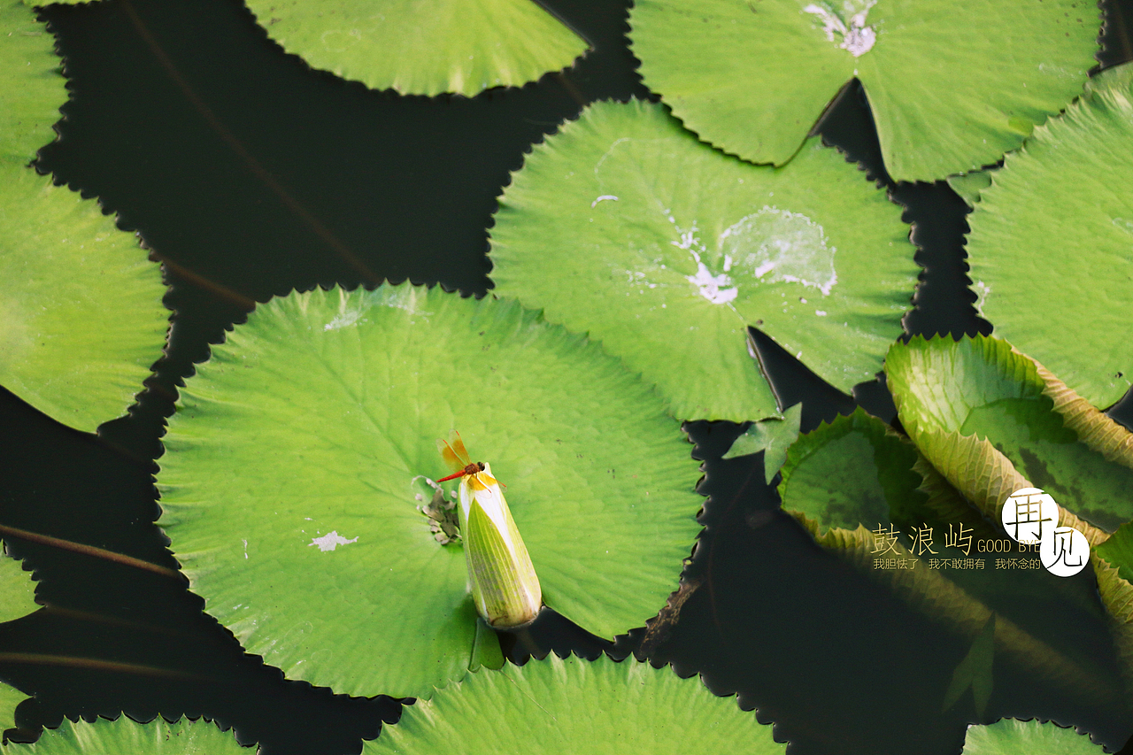 边走边看...鼓浪屿...再见