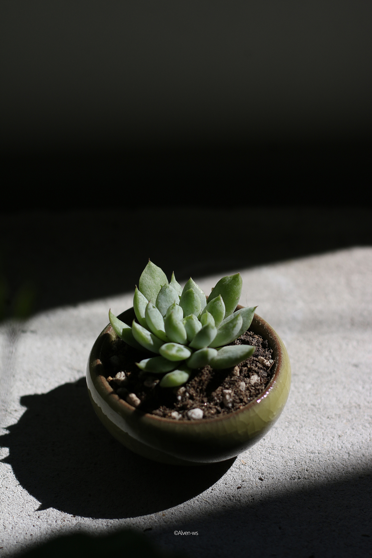 多肉植物花草光影拍摄