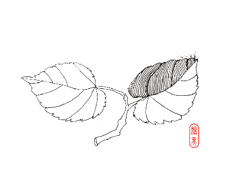 桑树叶的画法图片