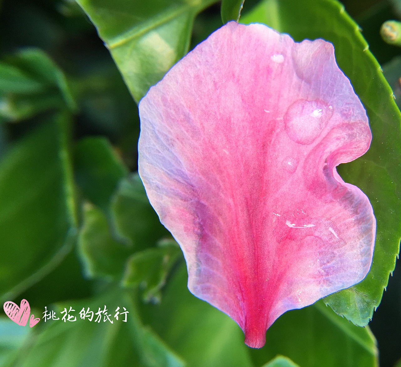 桑葚 樱桃 蚂蚁 蜜蜂 花朵 风景 小区（图ZMjI5OTk4Njg4） - 风光摄影 - 站酷设计师水之翼策划原创素材 - 站酷ZCOOL