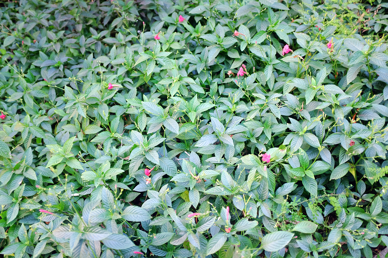 翠竹公园（图ZMTg3OTE1Mzky） - 人文/纪实摄影 - 站酷设计师风流阿k原创素材 - 站酷ZCOOL