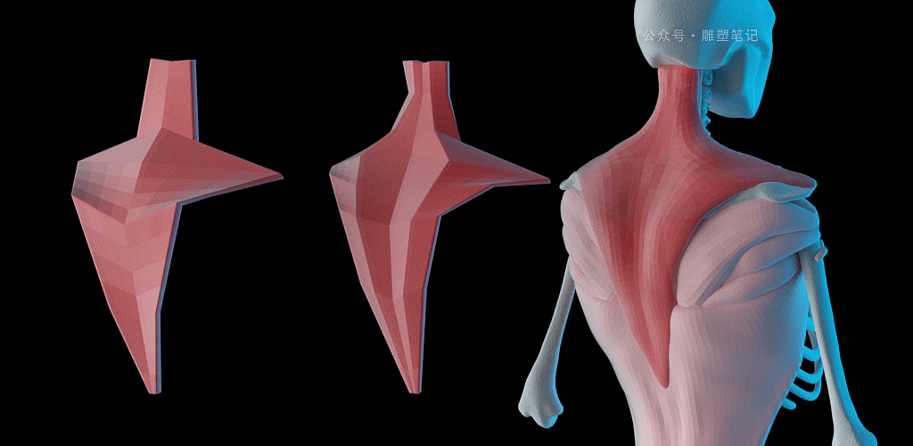 躯干肌肉（图ZMjc2NzY0NzUy） - 人物/生物 - 站酷设计师雕塑笔记原创素材 - 站酷ZCOOL