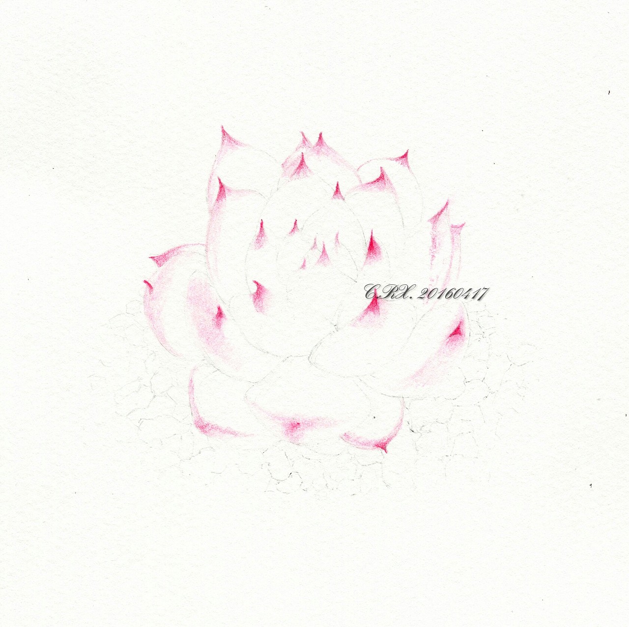 【溶萱手绘——彩铅多肉】吉娃娃（图ZNDY3OTM3MTI=） - 绘画 - 站酷设计师溶萱原创素材 - 站酷ZCOOL