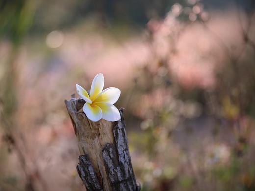摄影 l 发现生活的美【惠东狮子岛海岸线】