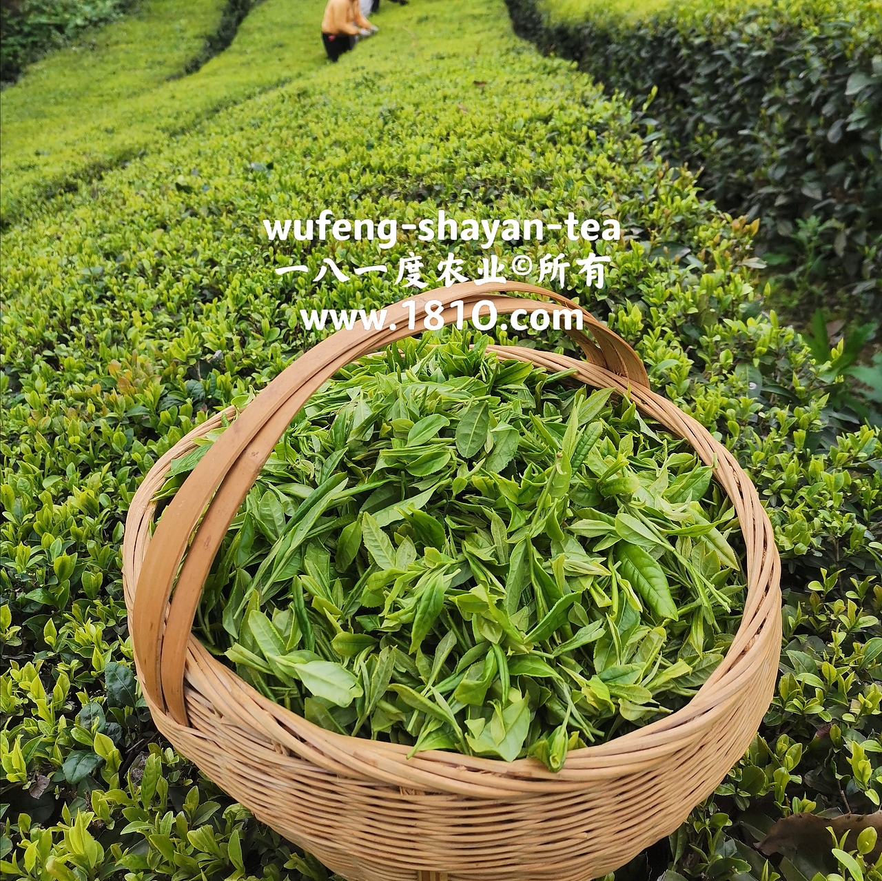 明前采茶拍摄日记（图ZMjU2NzkyNzYw） - 风光摄影 - 站酷设计师食品包装商标原创素材 - 站酷ZCOOL