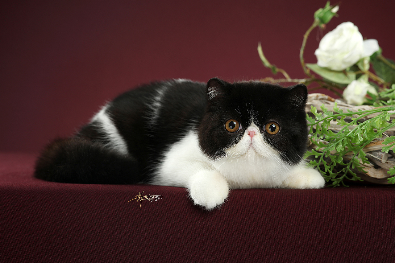 加菲猫|摄影|宠物摄影|amyworks赛猫摄影 - 原创作品 - 站酷 (zcool)